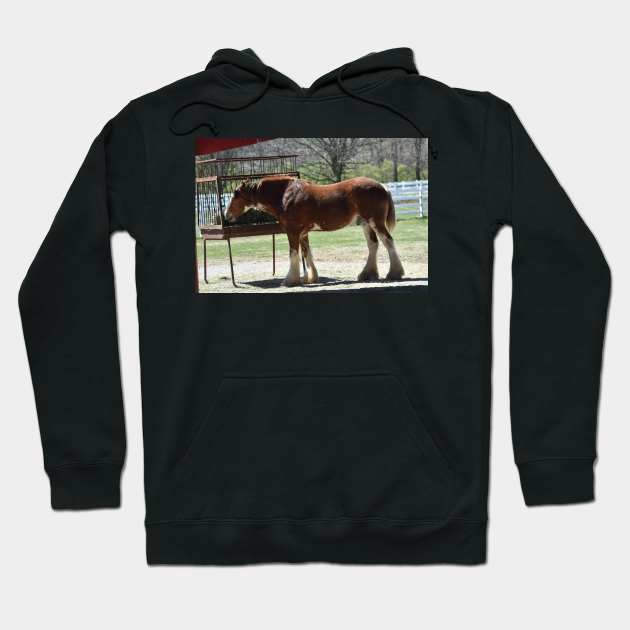 Clydesdale Hoodie by MarieDarcy